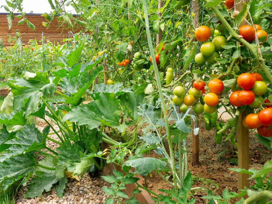 Backyard garden with ripe tomatoes on the vine