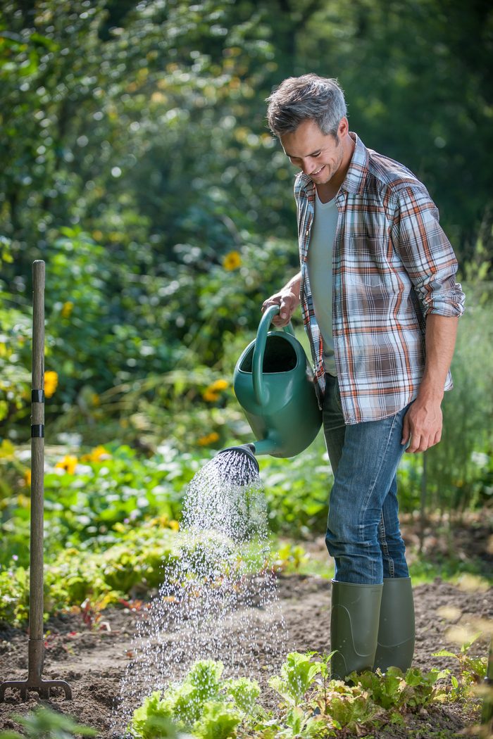 Gardener watering vegetable bed