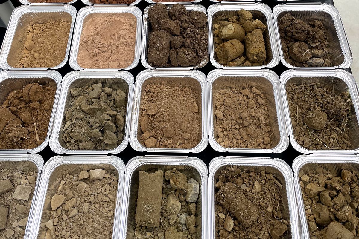 Soil samples in trays at the lab